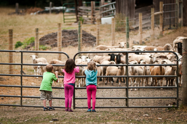 Leaping Lamb Farm in Oregon