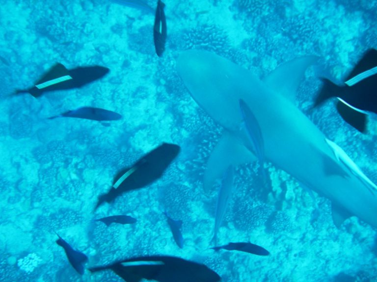 Another perfect sailing day and did we mention we caught a Mahi Mahi?