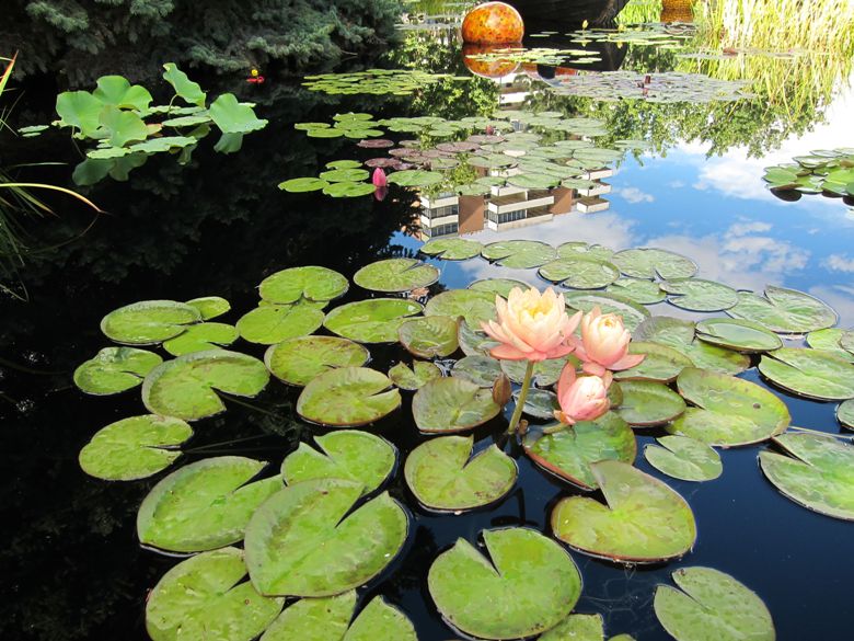 Lily pond at Denver Botanical Gardens