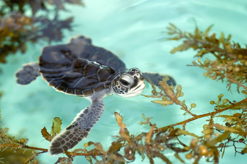 Loggerhead Marinelife Center- baby sea turtle