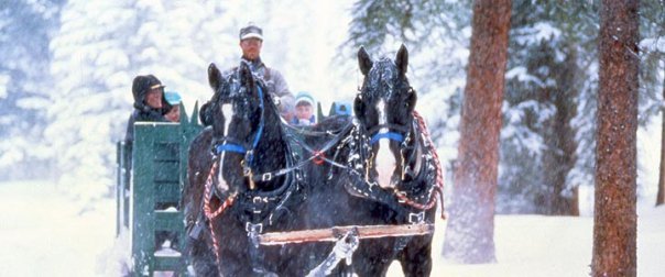 Lone Mountain Ranch Larry & Curly Draft Horses