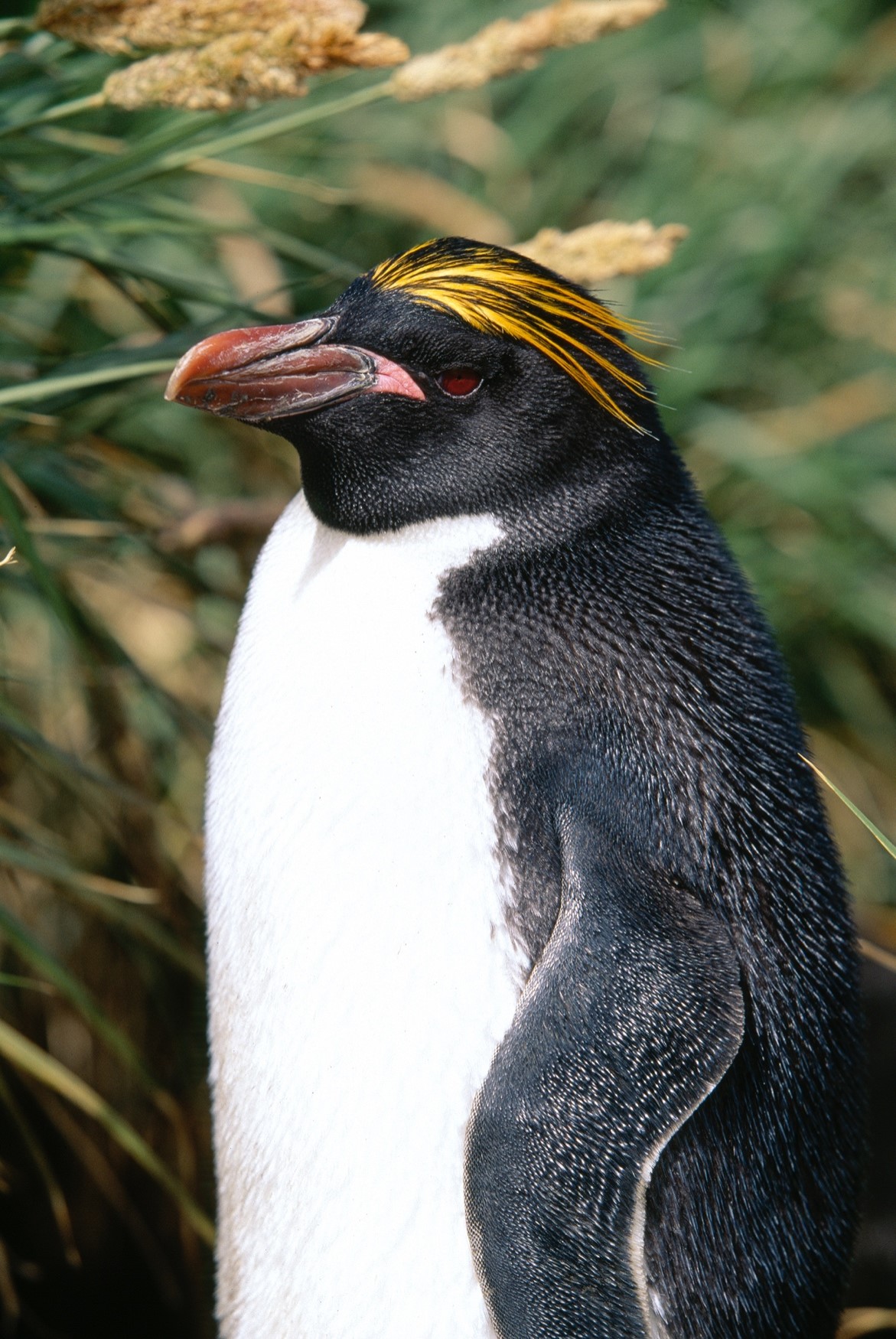 Macaroni Penguins are easily recognizable by their yellow crest that runs backwards from the center of their forehead to their nape.