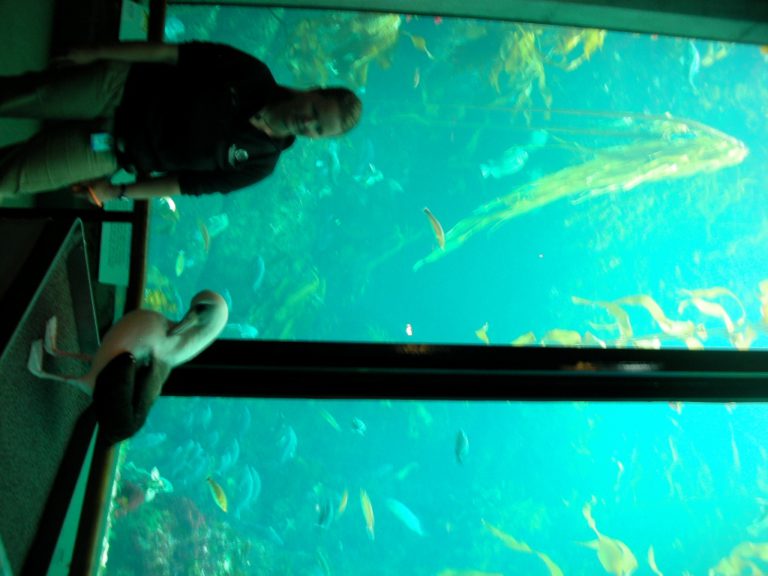 A day trip to the Monterey Bay Aquarium