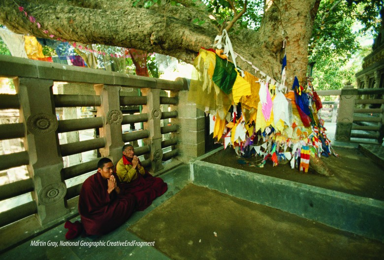 Tibetan monks pray beneath the Bodhi tree