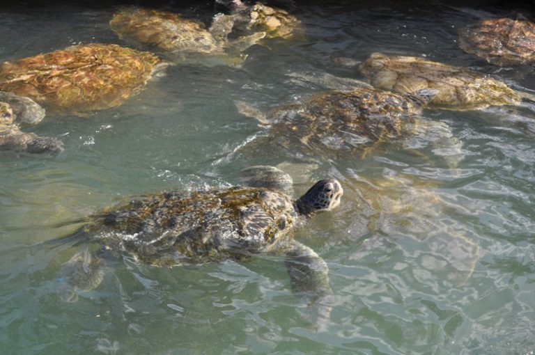 TO THE CAYMAN ISLANDS WITH TWO SKATEBOARDERS