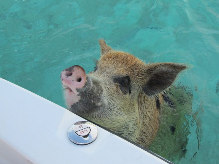 An all-inclusive resort where they even provide a boat to explore the nearby islands