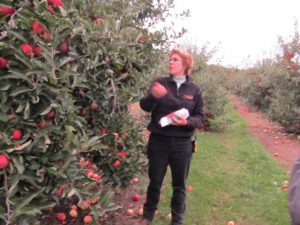 Owner Mindy Vizcarra of Becker Farms show how to pick an apple
