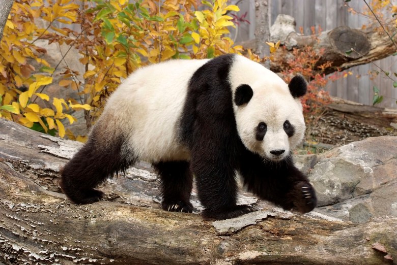 A panda at the National Zoo in Washington, D.C.