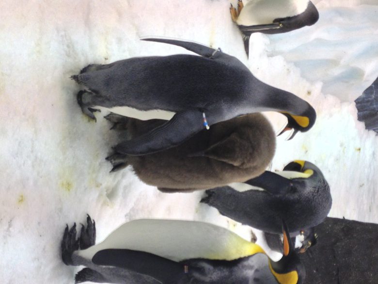 Penguins confer at Antartica SeaWorld Orlando