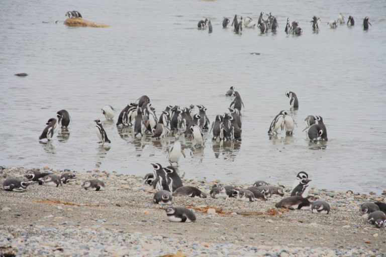 A day at the beach for the penguins