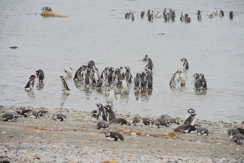 Communing with penguins in Patagonia and California
