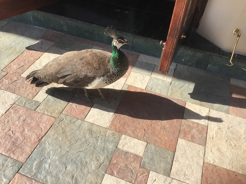 One of the peacocks that roam Sandals Royal Plantation