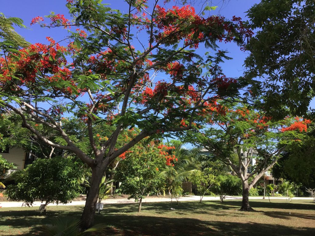 Beautiful flowering trees at GoldenEye Resort