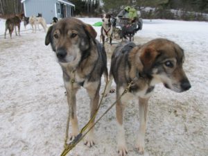 Poncho and Gonzo the sled dog brothers