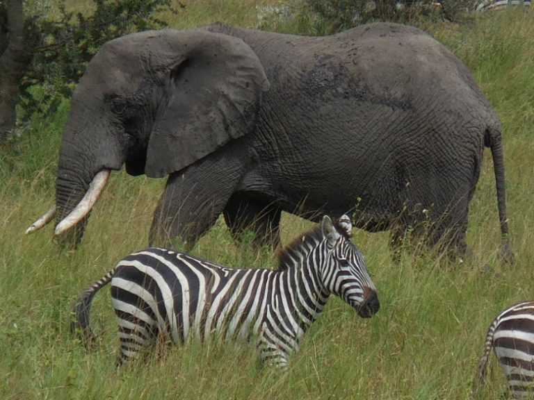 Jake and Tobey go on a Safari in Style in Tanzania