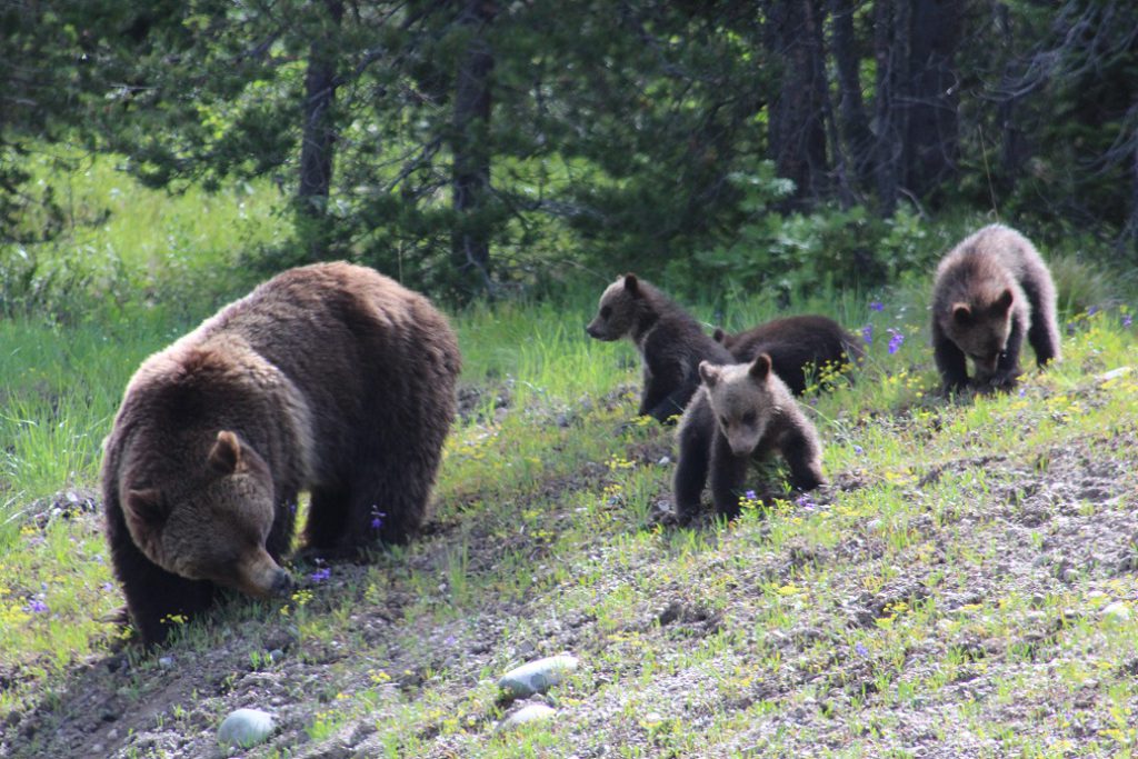 Grizzly 99 and her four cubs sighted by road in Teton NP in 2020