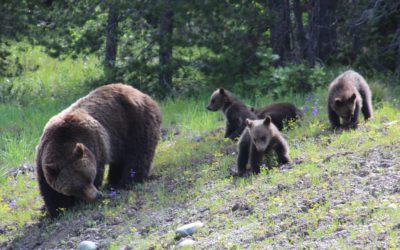 Grizzly 99 and her four cubs sighted by road in Teton NP in 2020
