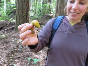 Reggie examines a bananna slug in Redwood grove
