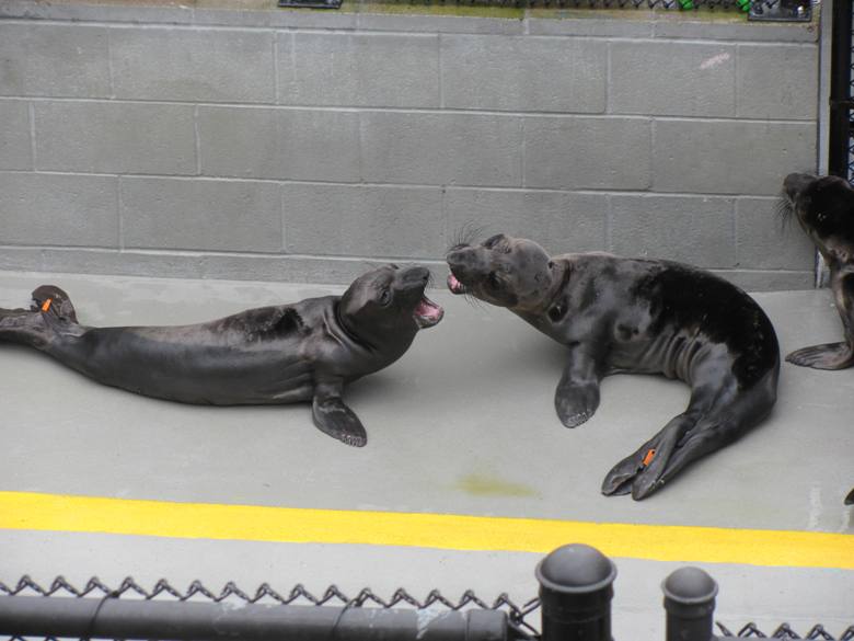 At the Marine Mammal Center near San Francisco, little miracles happen every day
