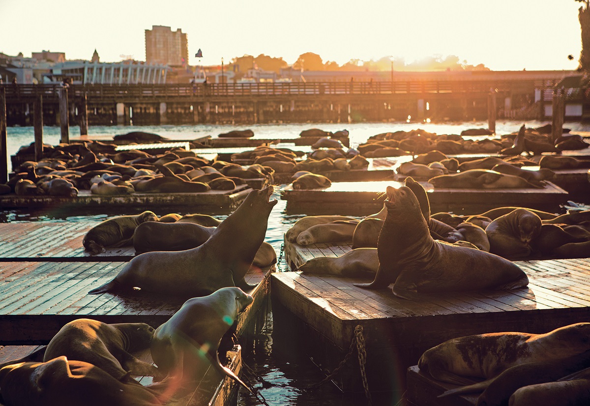 Sea lions at Fisherman's Wharf