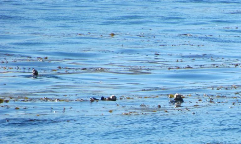 Putting the lessons we learned about sustainable seafood to the test