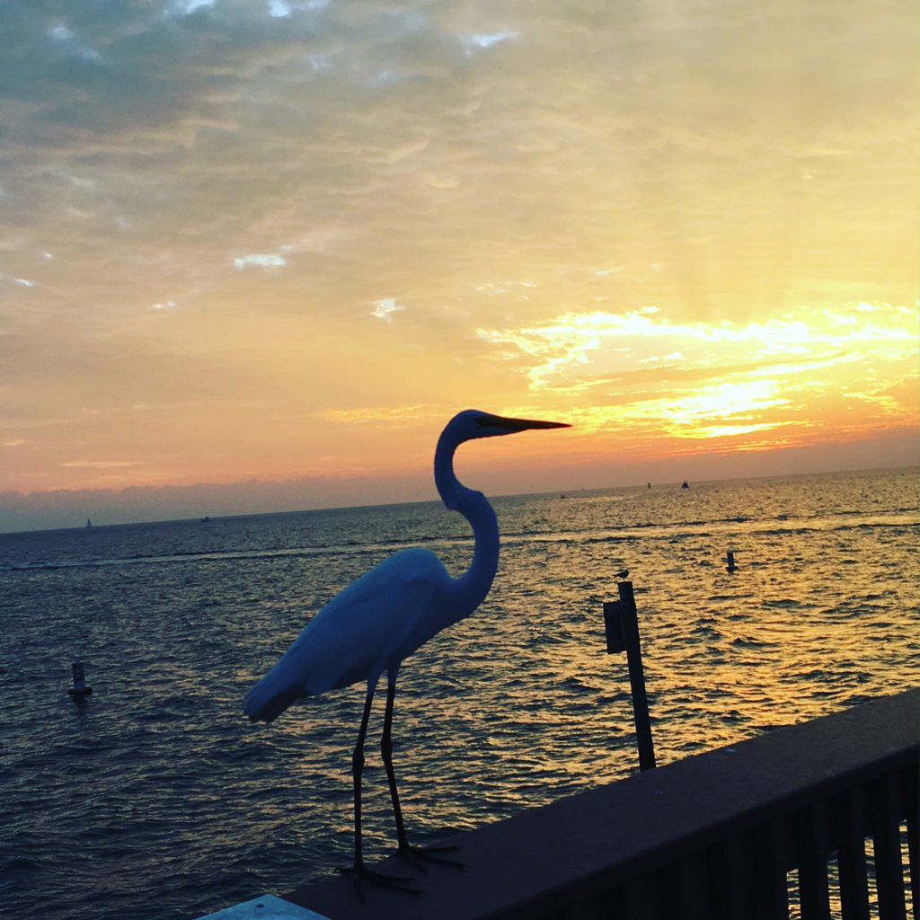 Seabird at sunset on Clearwater Beach