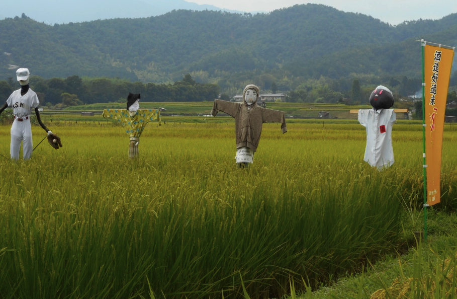 Wacky scarecrows guard a rice paddy in Kyoto