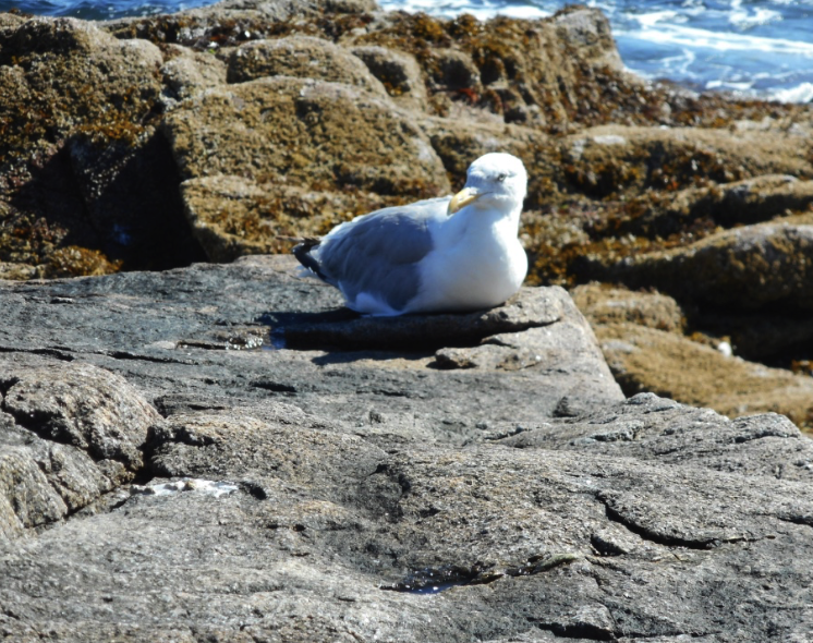 A seagull at rest on the rocks in Acadia National Park