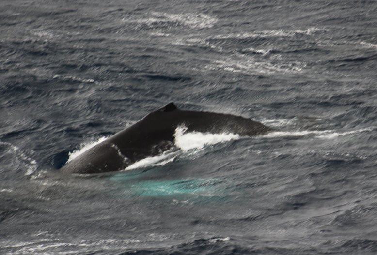 Humpback whale off port side of Le Boreal