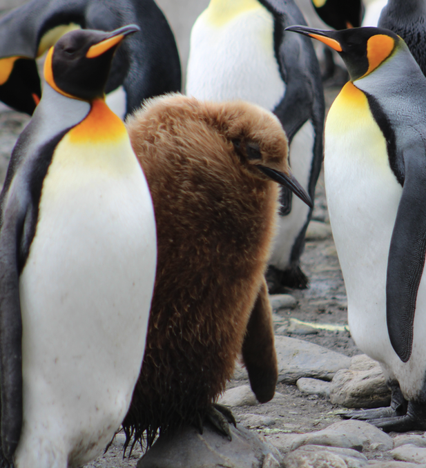 Oakum Boy (in brown feathers) and his King Penguin mom on South Georgia Island