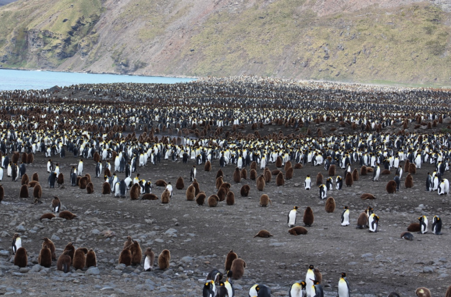 World's largest King Penguin colony