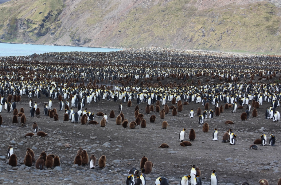 Day Two on South Georgia: a Visit to the whaling station