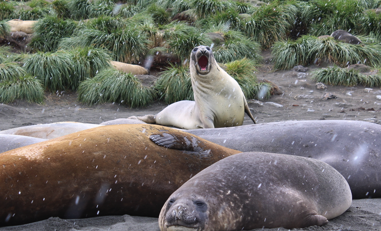 Juvenile elephant seals all over St. Andrews Bay on South Georgia Island
