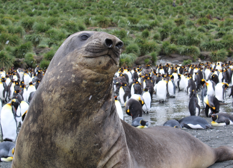 To Antarctica, South Georgia and Falklands – a trip of a lifetime even for kids