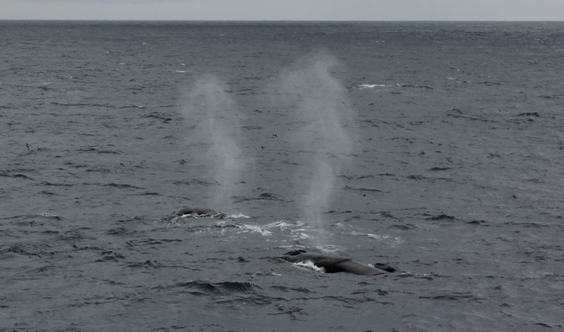 Whales spotted near Le Boreal enroute to Antarctica