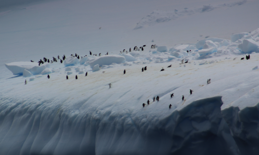 Chinstrap penguins frolic on iceberg in middle of Southern Ocean
