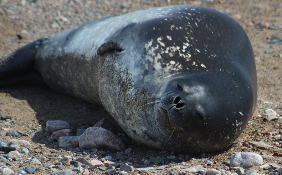 A Weddel seal lazing on the beach at Nekko Harbour