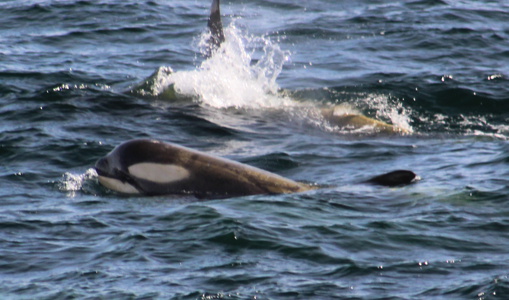 Killer Whales spotted near Le Boreal in Wilhelmina Bay