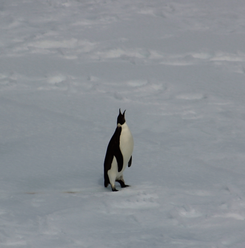 A solitary Emperor Penguin on ice at Wilhelmina Bay -- the only Emperor seen on this trip among thousands of other penguin species 
