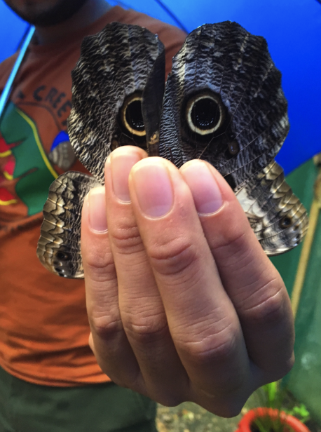 An Owl Butterfly at the Chaa Creek Lodge Butterfly Farm -- so named for its camoflauge to keep predators away 