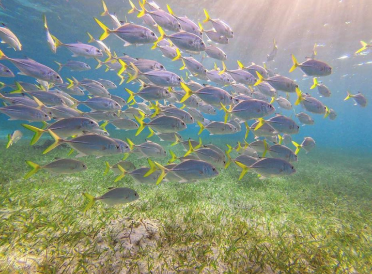 Snorkeling on Belize’s great barrier reef – lots of fish!