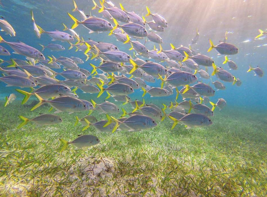 Snorkeling on Belize’s great barrier reef – lots of fish!