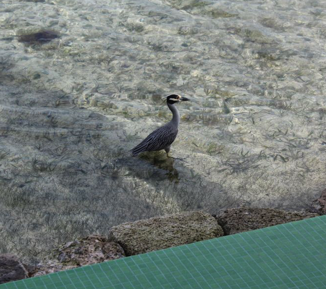 A Grey Heron just outside our villa at Cayo Espanto