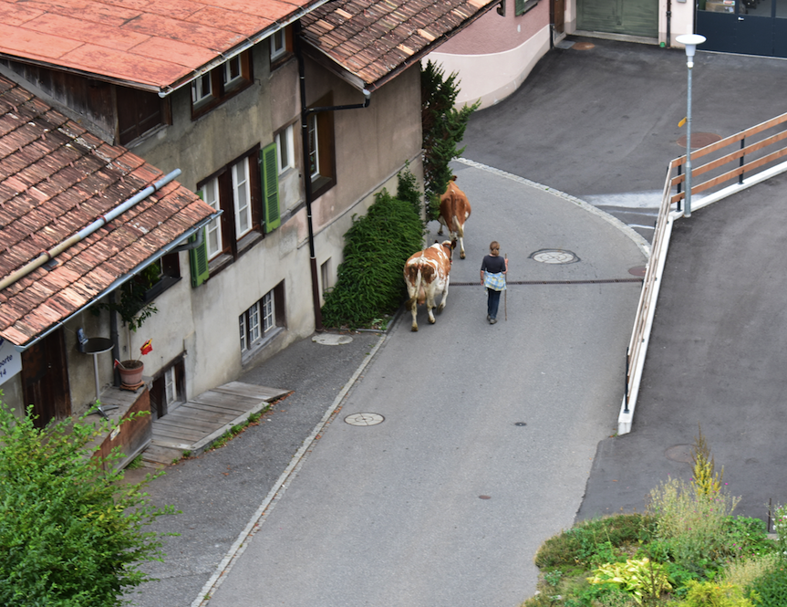 Cows strolling through quiet street ourside Hotel Silberhorn