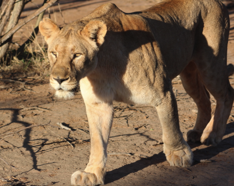 Not just any park – Madikwe Game Reserve, South Africa
