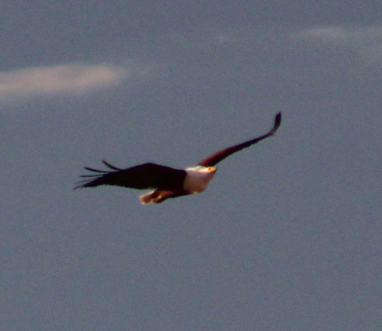 An African Fish Eagle soars above Madikwe Game Reserve