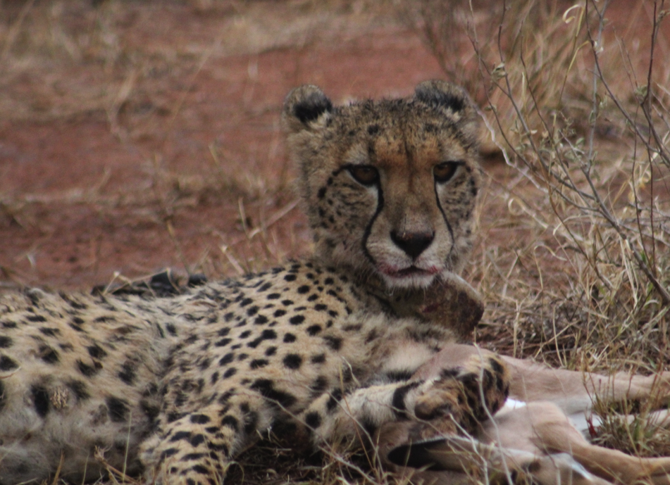 Female cheetah with its dinner (a baby Impala) in Madikwe Game Reserve