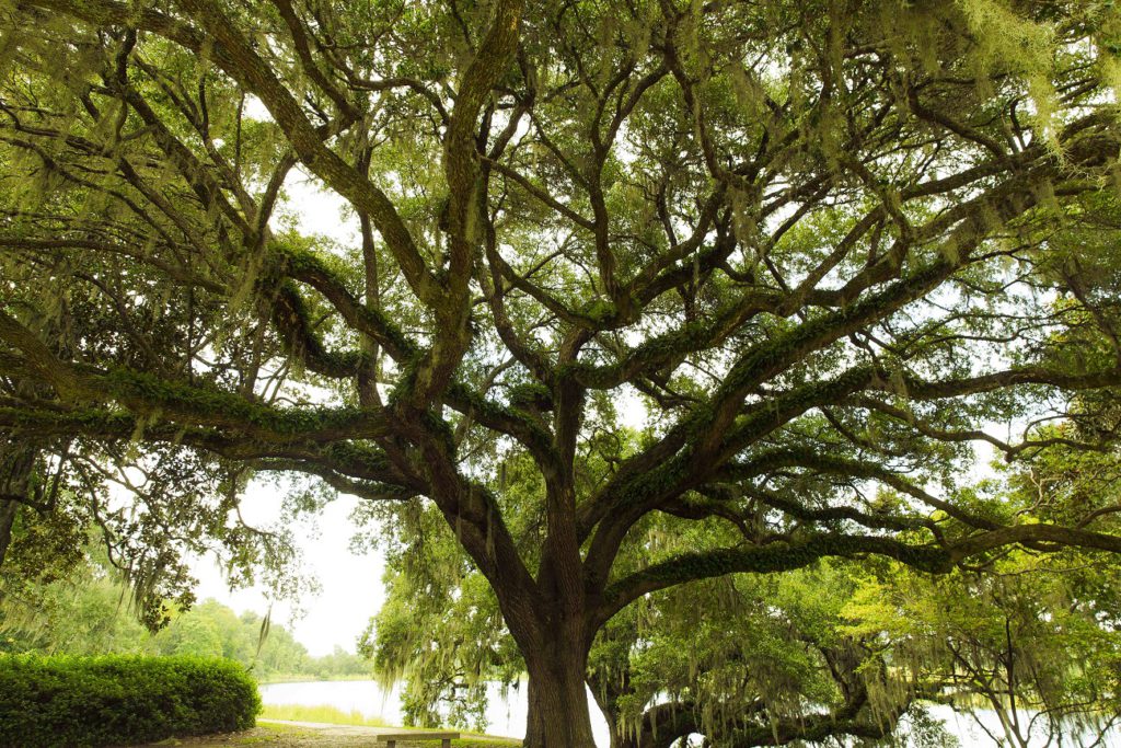 Spanish Moss Tree, ubiquitous in Charleston