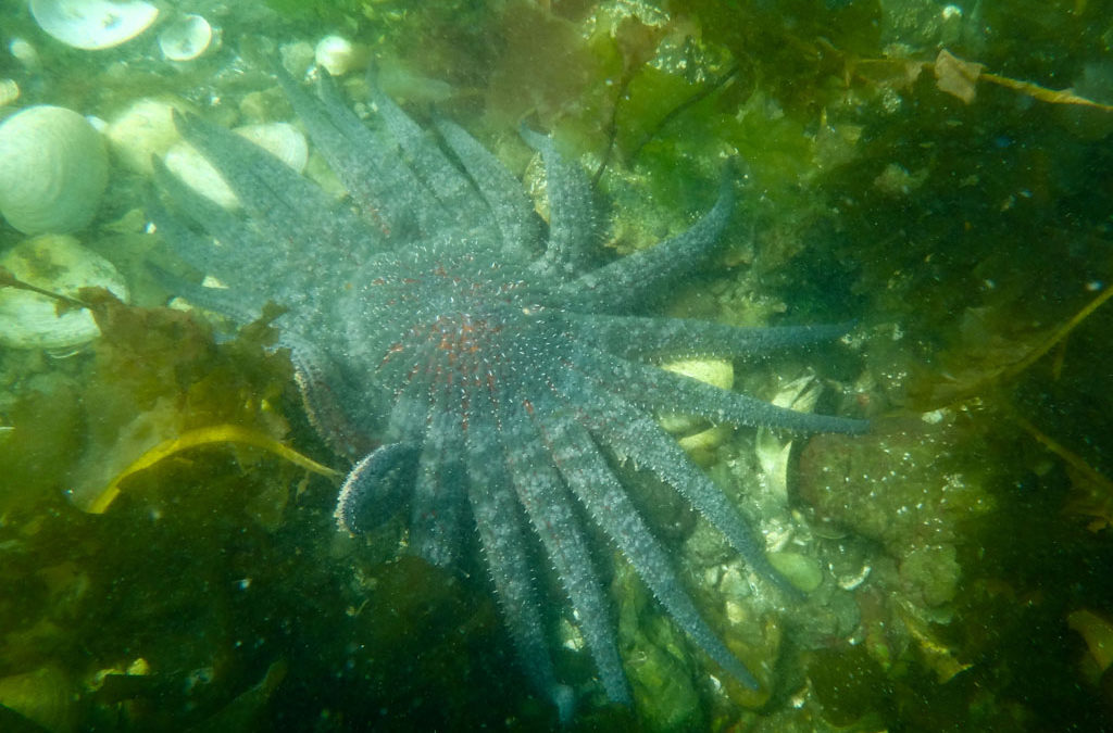 Eagles and starfish.  Snorkeling in Alaska?  You bet