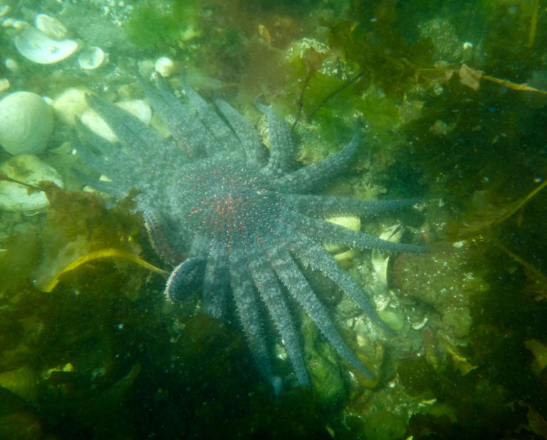 Eagles and starfish.  Snorkeling in Alaska?  You bet